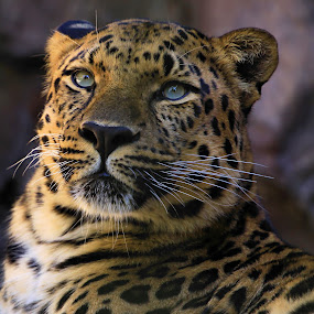 Spotted Lady by Jen Millard - Animals Other ( cat, feline, leopard, animal )