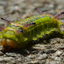 Slug moth caterpillar