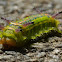 Slug moth caterpillar