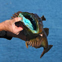 Pacific "yellow" monkfish