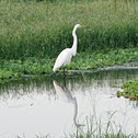 Garza real