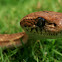 Forsten's Cat snake