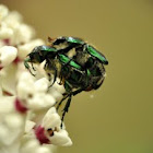 Scarab beetle