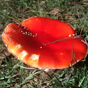fly agaric