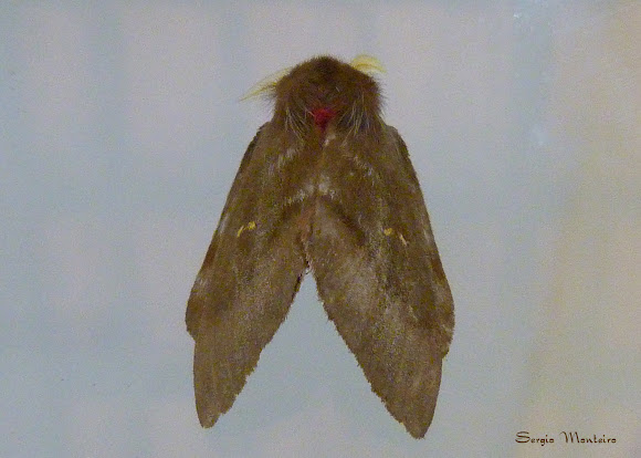 Spotting Image 1