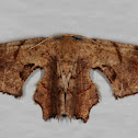 Brown Scoopwing
