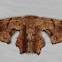 Brown Scoopwing