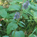 Verbena sp?