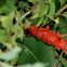 WILD GINGER