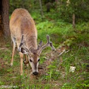 White-tailed Deer