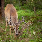 White-tailed Deer