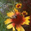 Bee on flower