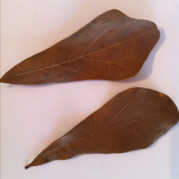 Spotting Image 1