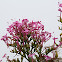 Ixora