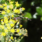 Syrphid Fly