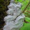 Yet another unnamed fungus