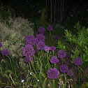 Flowering onion