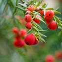 European Yew