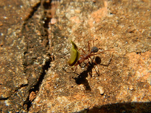 Spotting Image 1