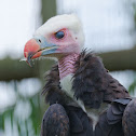 White-headed Vulture
