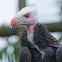 White-headed Vulture