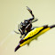 Spiny Orb-Weaver Spider