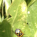 Harlequin Bug