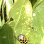 Harlequin Bug