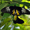 Commmon Birdwing