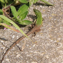Italian Wall Lizard