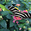 Zebra Longwing
