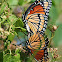 Viceroy Butterflies