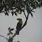 Chestnut-mandibled Toucan