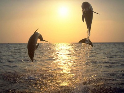 Kuriose Fakten über Augen - Delfin
