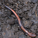 Red-Backed Salamander