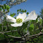 Flowering Dogwood