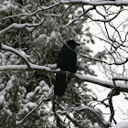 Common Raven
