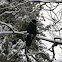 Common Raven