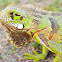 green iguana