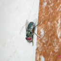 Blue fly