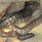 Black-Headed Python