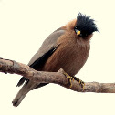 Brahminy Myna or Brahminy Starling