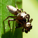 Jumping Spider
