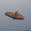 Tawny Speckled Pug