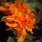 Tagetes