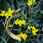 Alfalfa Chilota / Greater Bird's-foot Trefoil