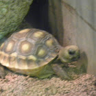 Box Turtle