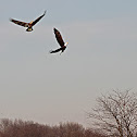Bald Eagles - parent and fledgling (5 pictures)