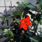 Mandevilla Sun Parasols Red