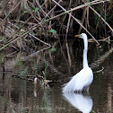Great Egret (Breeding Plumage)